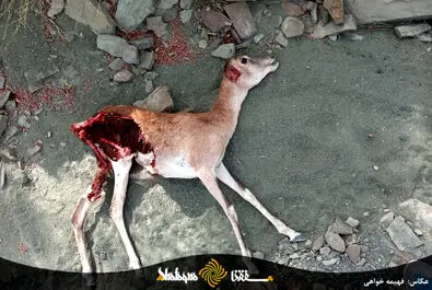 بشاگرد