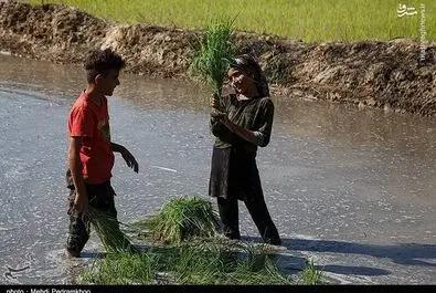 روز کارگر