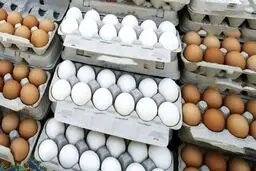 قیمت جدید تخم‌مرغ اعلام شد