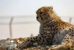 تصاویر زیبایی۹ ماهگی پیروز، یوزپلنگ ایرانی