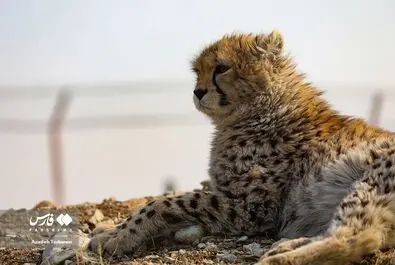 پیروز