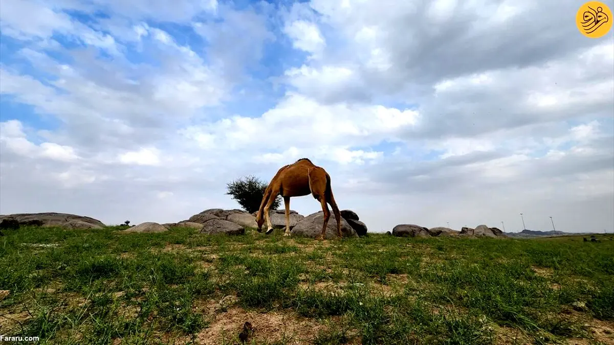 کارشکنی آمریکا در روابط عربستان و اسرائیل