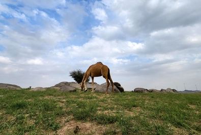 سبز شدن عربستان