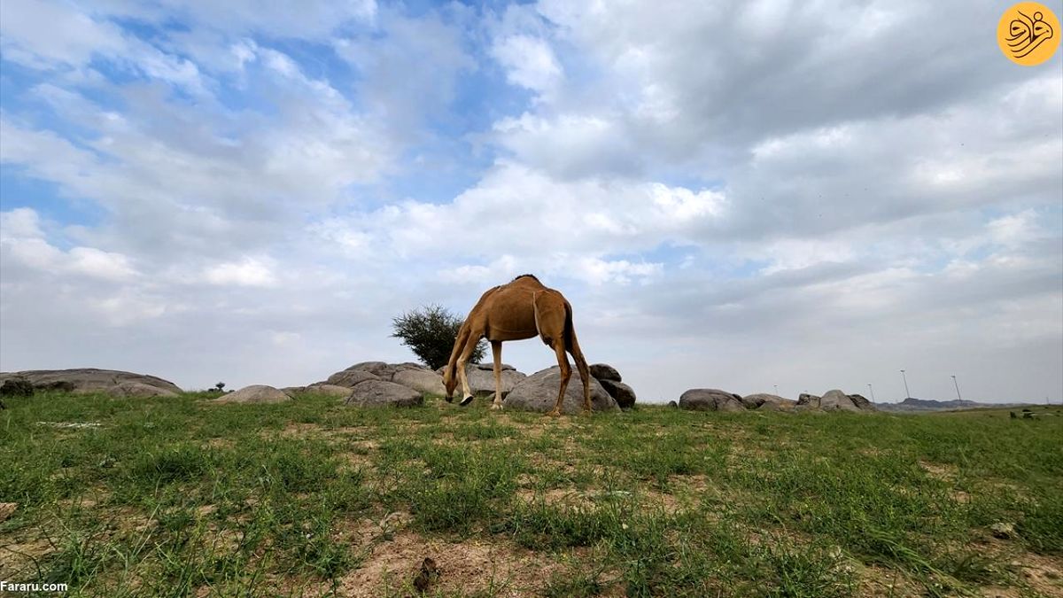 کارشکنی آمریکا در روابط عربستان و اسرائیل