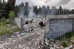 شهردار و سه دهیار این شهر به دادگاه معرفی شدند