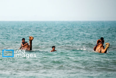 حمام شتر