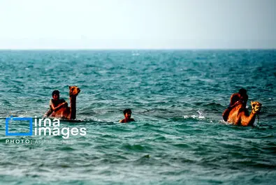 حمام شتر