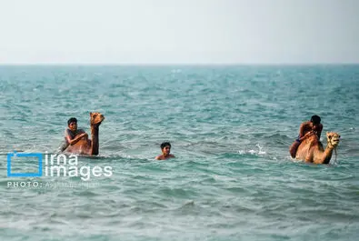 حمام شتر