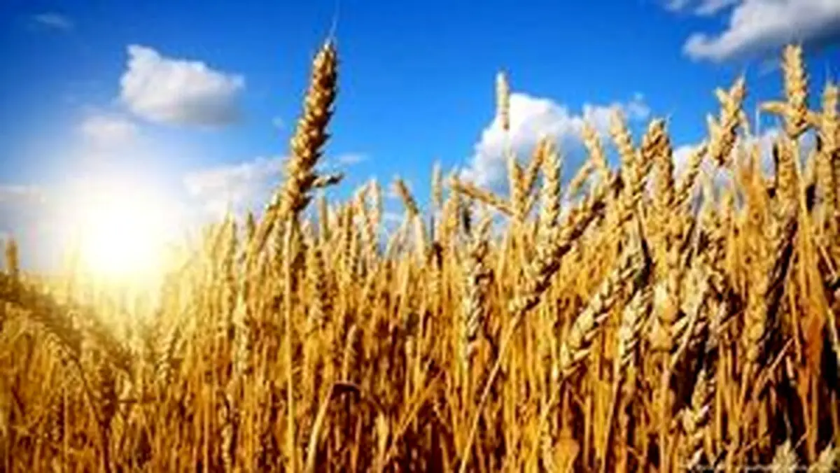 توافق مصر و روسیه برای خرید ۲۳۵ هزار تن گندم