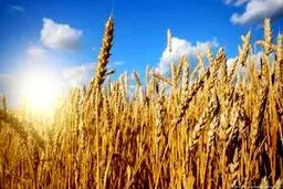 توافق مصر و روسیه برای خرید ۲۳۵ هزار تن گندم