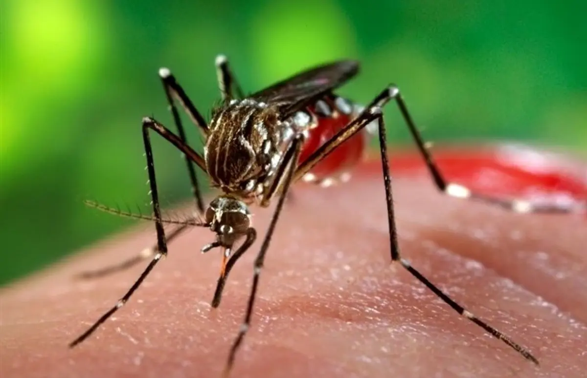 پشه آئدس در آذربایجان‌ شرقی رؤیت شد