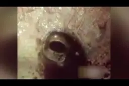  عجیب ترین قورباغه دنیا که 2 سال بدون آب و غذا  زنده می ماند