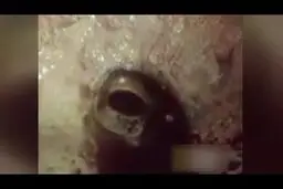  عجیب ترین قورباغه دنیا که 2 سال بدون آب و غذا  زنده می ماند