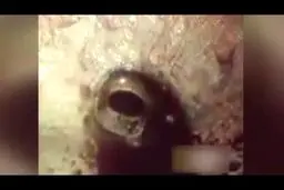  عجیب ترین قورباغه دنیا که 2 سال بدون آب و غذا  زنده می ماند