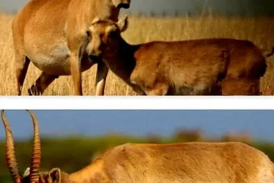 عجیب‌ترین جانوران کره زمین