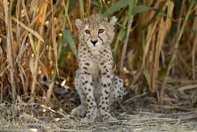 پیروز