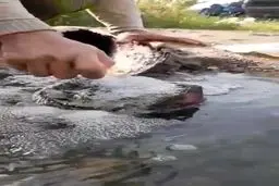 فیلم چشمه‌ایی عجیب در ایران که آب آن می سوزد+آدرس