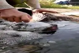 فیلم چشمه‌ایی عجیب در ایران که آب آن می سوزد+آدرس
