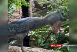 پرنده غول پیکر تیربارچی در مصر