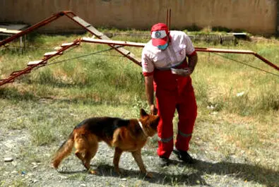 سگ های زنده یاب