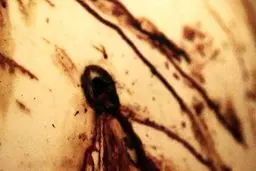 (عکس) دلیل مرگ نهنگ مرموز «جاسوس روسیه» اصابت گلوله بود؟