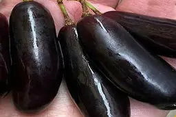 کمیاب ترین انگور جهان شبیه بادنجان