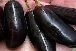 کمیاب ترین انگور جهان شبیه بادنجان