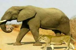 یکی از زیباترین عکس های راز بقا؛نجات توله شیر توسط فیل