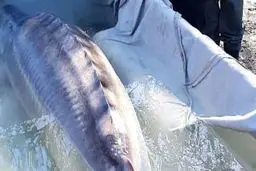 روغن ماهی تاثیری بر افسردگی ندارد