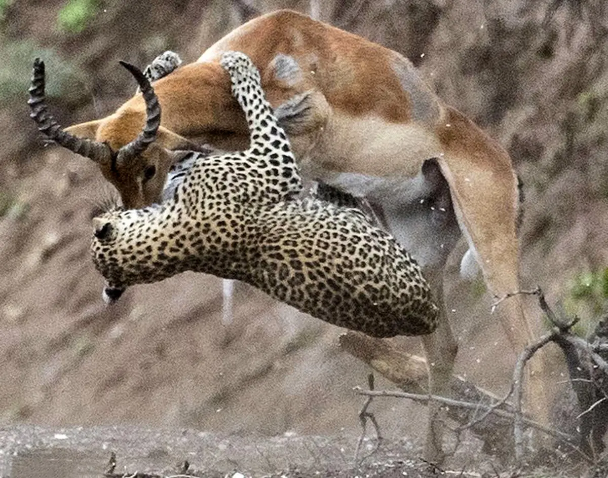 لحظه لحظه با شکار یوزپلنگ