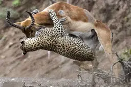 لحظه لحظه با شکار یوزپلنگ