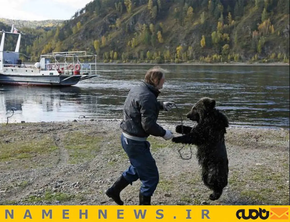 نگهداری از خرس یتیم/ عکس