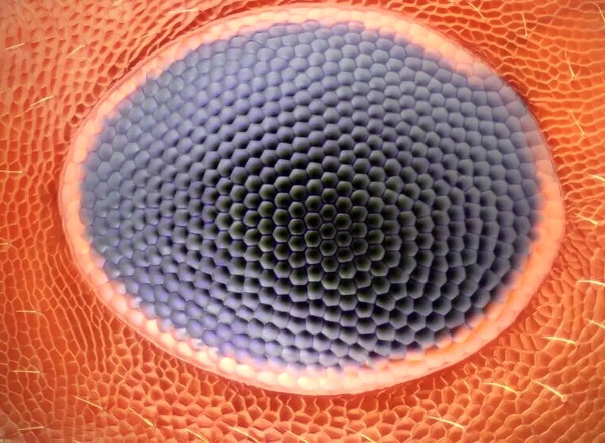 چشم مورچه از نمای خیلی نزدیک/ عکس