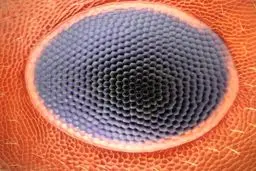 چشم مورچه از نمای خیلی نزدیک/ عکس