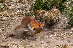 عکس/ آخرین تلاش‌های آهو برای فرار از دست پلنگ