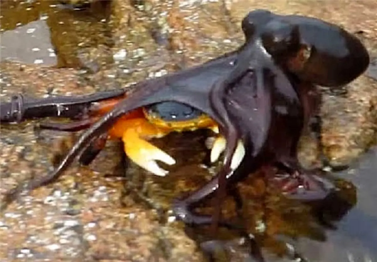 عکس/نادرترین شکار یک هشت پا