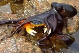 عکس/نادرترین شکار یک هشت پا