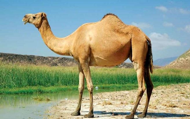جنجال پذیرایی با ادرار شتر در عربستان + فیلم مشمئزکننده