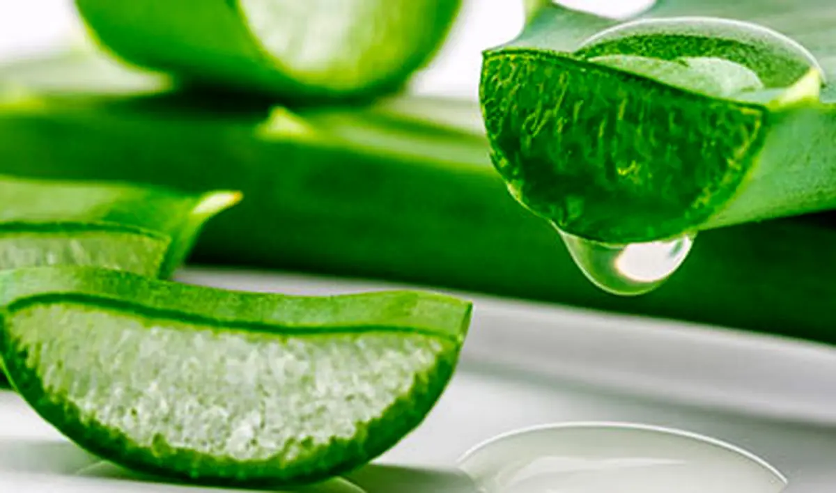 فواید اثبات شده آلوئه ورا برای سلامت