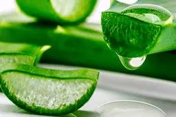 فواید اثبات شده آلوئه ورا برای سلامت