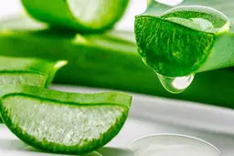 فواید اثبات شده آلوئه ورا برای سلامت