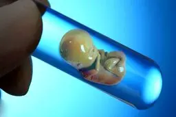 در ivf جنین فریز شده بهتر است یا جنین تازه؟