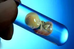 در ivf جنین فریز شده بهتر است یا جنین تازه؟