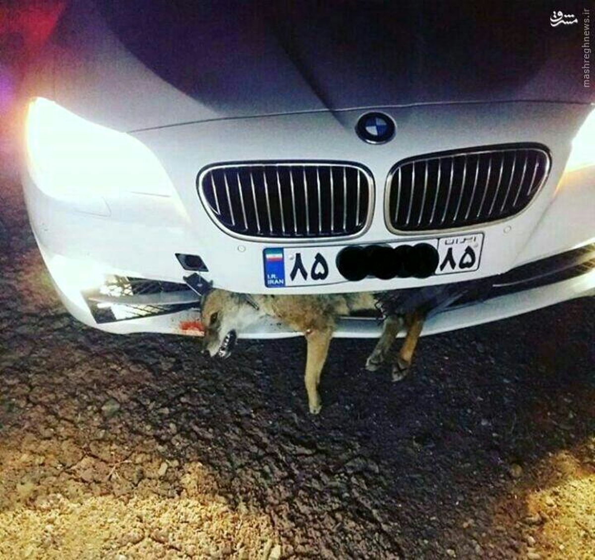 عکس: تصادف عجیب BMW با روباه!