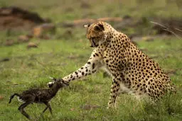 تصاویر / اشتباه بچه آهو او را به کام مرگ کشاند