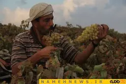 عکسی از برداشت انگور در فلسطین