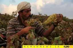 عکسی از برداشت انگور در فلسطین