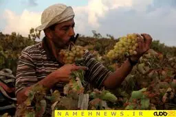 عکسی از برداشت انگور در فلسطین