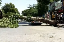 سقوط درخت بر روی پراید/ عکس