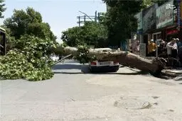 سقوط درخت بر روی پراید/ عکس